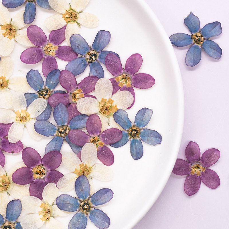 12pcs,Pressed Blue Star Flower - Artwork Craft review and price