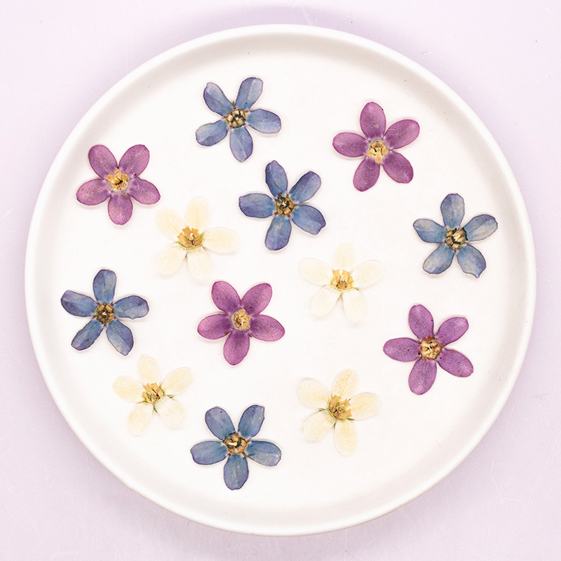 12pcs,Pressed Blue Star Flower - Artwork Craft review and price