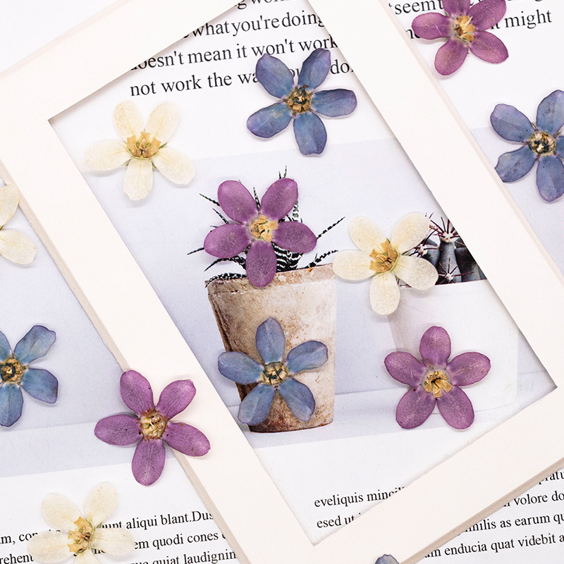 12pcs,Pressed Blue Star Flower - Artwork Craft review and price