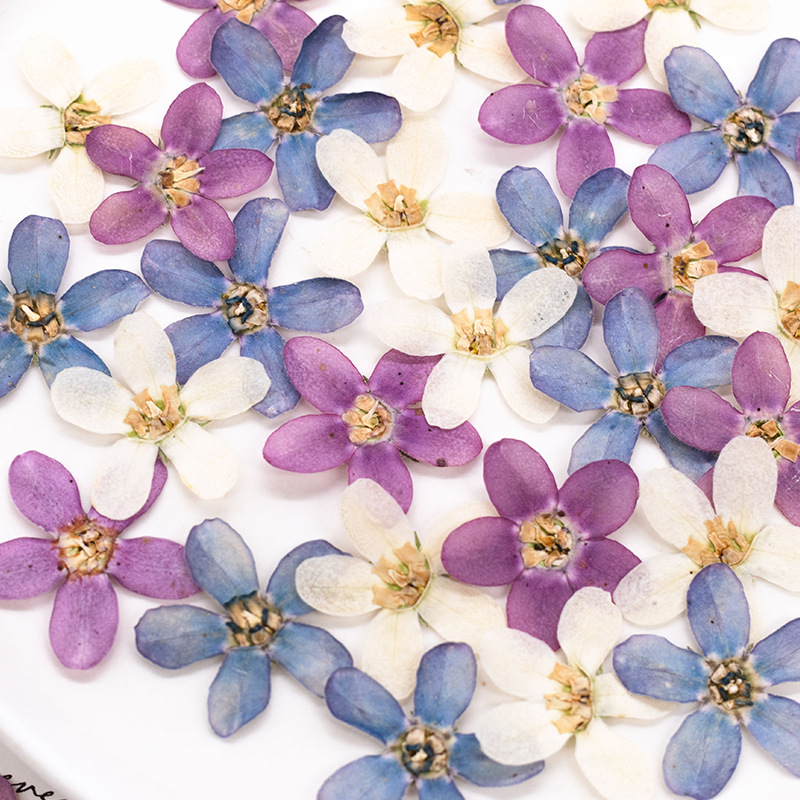 12pcs,Pressed Blue Star Flower - Artwork Craft review and price